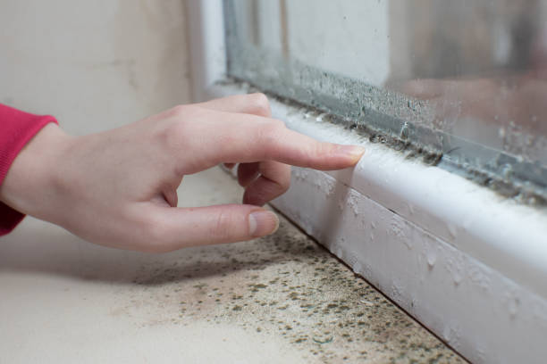 Best Mold Damage Restoration  in Nash, TX