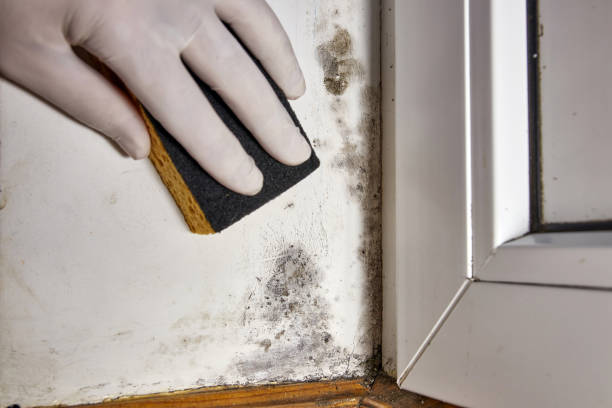 Mold Removal for HVAC Installations in Nash, TX