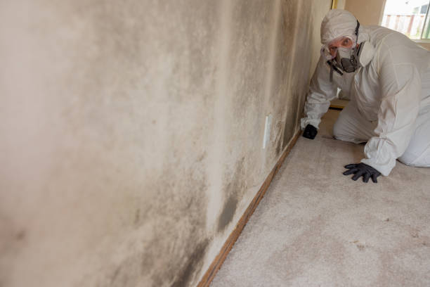 Best Forensic Mold Investigation  in Nash, TX